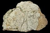 Fossil Triceratops Frill Section - North Dakota #117313-1